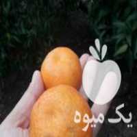 فروش نهال نارنگی یافا در مشهد در گروه خرید فروش نهال - انواع گردو پسته بادام سلطانی انگور در یکمیوه