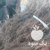 فروش نهال انگور بیدانه سفید وقرمز در قزوین در گروه خرید فروش نهال - انواع گردو پسته بادام سلطانی انگور در یکمیوه