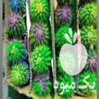 فروش گل کاکتوس و محبوب شب در گرگان در گروه خرید فروش عمده گیاهان زینتی - گرمسیری آپارتمانی باغچه آب در یکمیوه