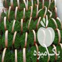 فروش سبزه و گل سینری شب عید در محلات در گروه خرید فروش عمده گیاهان زینتی - گرمسیری آپارتمانی باغچه آب در یکمیوه