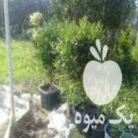 خرید و عمده گل وگیاه همه مدل بیرونی در تنکابن در گروه خرید فروش عمده گیاهان زینتی - گرمسیری آپارتمانی باغچه آب در یکمیوه