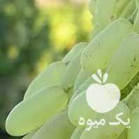 فروش نهال انگور عسگری پیکامی  در همدان در گروه خرید فروش نهال - انواع گردو پسته بادام سلطانی انگور در یکمیوه