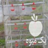 فروش قفسه بلدرچین ، مرغ ‌ و انواع پرنده ، آبخوری نیپل اتوماتیک در رشت در گروه تجهیزات دام و طیور - خرید فروش نو دسته دوم در یکمیوه