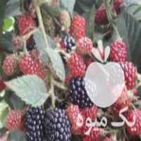 فروش نهال تمشک آمریکایی اصلاح شده بدون خار در ارومیه در گیلان در گروه خرید فروش نهال - انواع گردو پسته بادام سلطانی انگور در یکمیوه