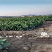 فروش مدیریت باغ پسته در فارس در گروه پسته - کوهی شامی خام اکبری تازه کله قوچی در یکمیوه