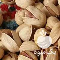 فروش 300 کیلو پسته کل قوچی صادراتی در رفسنجان در گروه پسته - کوهی شامی خام اکبری تازه کله قوچی در یکمیوه