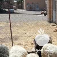 فروش گوسفند رومانف خرانق در یزد در گروه گاو و گوسفند و میش و بز کهره گوساله سمینتال در یکمیوه