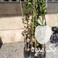 فروش نهال پرتقال تابستانه والنسیا و خونی در جویبار در گروه خرید فروش نهال - انواع گردو پسته بادام سلطانی انگور در یکمیوه