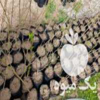 فروش نهال شلیل حسن پور گلدانی در ساری در گروه خرید فروش نهال - انواع گردو پسته بادام سلطانی انگور در یکمیوه