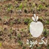 فروش نهال انگور قرمز کیشمیش بدون‌دانه یک ساله در ارومیه در گروه خرید فروش نهال - انواع گردو پسته بادام سلطانی انگور در یکمیوه