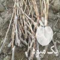 فروش قلمە بدون ریشە انگور در راین در گروه خرید فروش عمده انگور - یاقوتی شانی عسگری بی دانه قرمز در یکمیوه