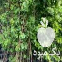 فروش مو انگور و انجیر در نهاوند در گروه خرید فروش عمده انگور - یاقوتی شانی عسگری بی دانه قرمز در یکمیوه