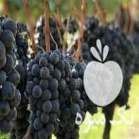 فروش نهال انگور سیاه ترکمن 4 در فامنین در گروه خرید فروش نهال - انواع گردو پسته بادام سلطانی انگور در یکمیوه