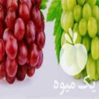 فروش نهال ریشه لخت انواع انگور در شیروان در گروه خرید فروش نهال - انواع گردو پسته بادام سلطانی انگور در یکمیوه