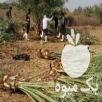 فروش پاجوش مجول در داراب در گروه خرید فروش سایر محصولات تجهیزات کشاورزی در یکمیوه