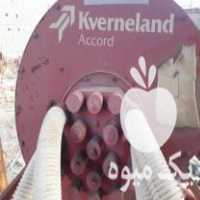 فروش ذرت کار کورلند در ساوه در گروه خرید فروش عمده ذرت - بلال مکزیکی علوفه دانه کشاورز در یکمیوه