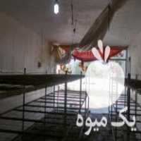 فروش لوازم پرورش قارچ دکمه ای در آمل در گروه خرید فروش عمده قارچ - دکمه ای خوراکی دارویی پرورشی کوهی در یکمیوه