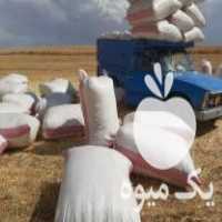 خریدار کاه گندم و جو هستم در زنجان در گروه خوراک دام و طیور - پرواری شیری علوفه یونجه در یکمیوه