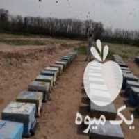 فروش لوازم زنبورداری در طالقان  در گروه زنبورعسل - زنبورداری نوین صنعتی مدرن کندو در یکمیوه