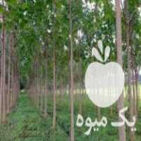 فروش نهال پالونیا در رودسر در گروه خرید فروش نشا - انواع گوجه برنج کاهو پیاز کاری فرنگی در یکمیوه