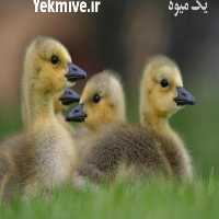 آگهی مشابه بهترین خریدار جوجه غاز در ایران در تهران در گروه مرغ و خروس و بوقلمون و اردک قو قاز در یکمیوه