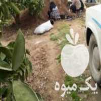 فروش نهال سیاه ریشه شلیل پیش رس سایکینگ گلدونی در سورک در گروه خرید فروش نهال - انواع گردو پسته بادام سلطانی انگور در یکمیوه