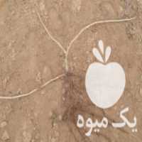 فروش بوته انگور در تاکستان در گروه خرید فروش عمده انگور - یاقوتی شانی عسگری بی دانه قرمز در یکمیوه