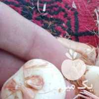 فروش پیاز زعفران در مشهد در گروه خرید فروش عمده زعفران - قائنات قیمت خراسان بهرامن گرم در یکمیوه