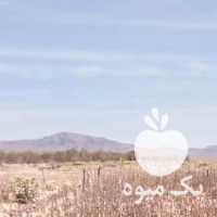 فروش نهال پاکتی پسته در رفسنجان در گروه خرید فروش نهال - انواع گردو پسته بادام سلطانی انگور در یکمیوه