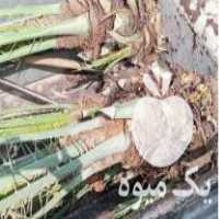 فروش انواع درخت خرما و نهال مرکبات در یزد در گروه خرید فروش نهال - انواع گردو پسته بادام سلطانی انگور در یکمیوه