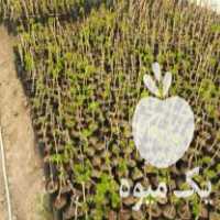 فروش انواع نهال نهالستان آذربایجان در اراک در گروه خرید فروش نهال - انواع گردو پسته بادام سلطانی انگور در یکمیوه
