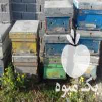 فروش 20 عدد کندو خالی زنبور عسل در ساری در گروه زنبورعسل - زنبورداری نوین صنعتی مدرن کندو در یکمیوه