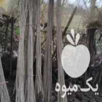 فروش نهال صنوبر اصلاح شده در صومعه سرا در گروه خرید فروش نهال - انواع گردو پسته بادام سلطانی انگور در یکمیوه