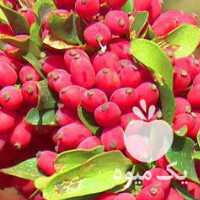 فروش زرشک دونه اناری در بیرجند در گروه خرید فروش عمده ازگیل و تمشک و زرشک - ژاپنی فروش مستقیم در یکمیوه