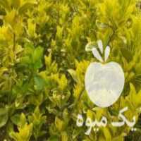 فروش شمشاد طلایی در بن  در گروه خرید فروش عمده گیاهان زینتی - گرمسیری آپارتمانی باغچه آب در یکمیوه