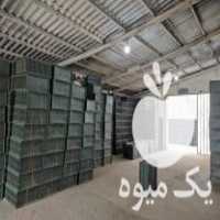 فروش سینی نشا برنج در رشت در گروه خرید فروش نشا - انواع گوجه برنج کاهو پیاز کاری فرنگی در یکمیوه