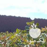 فروش نهال پسته گلبری فقط در رفسنجان در گروه خرید فروش نهال - انواع گردو پسته بادام سلطانی انگور در یکمیوه