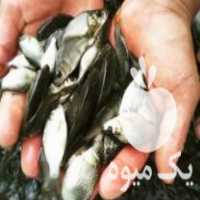 فروش انواع بچه ماهی کپور وامور وبیهکد در اصفهان در گروه انواع ماهی - سالمون شیر کپور قرمز شوریده سفید گوپی مرکب در یکمیوه