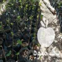 فروش 300 عدد نهال انجیر سفید استهبانی داخل پلاستیک تضمینی در داراب در گروه خرید فروش نهال - انواع گردو پسته بادام سلطانی انگور در یکمیوه