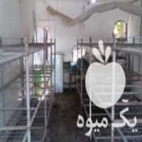 فروش تجهیزات پرورش قارچ آمل چندرمحله در مازندران در گروه خرید فروش عمده قارچ - دکمه ای خوراکی دارویی پرورشی کوهی در یکمیوه