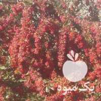 فروش نهال زرشک در بیرجند در گروه خرید فروش نهال - انواع گردو پسته بادام سلطانی انگور در یکمیوه