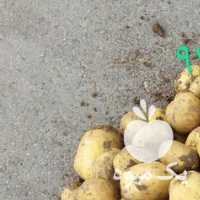 فروش سیب زمینی بذری در اردبیل در گروه خرید فروش عمده سیب زمینی - زودرس دیررس آگریا اسپریت اردبیل همدان در یکمیوه