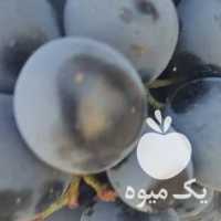فروش ایستگاه انگور بش سیاه سنندج و قزوینی در شیراز در گروه خرید فروش عمده انگور - یاقوتی شانی عسگری بی دانه قرمز در یکمیوه