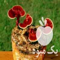 فروش عمده بذر انواع قارچ در اصفهان در گروه خرید فروش بذر - انواع محصول کشاورزی گوجه کتان میوه درخت در یکمیوه