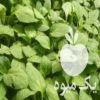 فروش نهال خیار بادمجان فلفل دلمه و گوجه ریز و گوجه بزرگ در دلند در گروه خرید فروش نهال - انواع گردو پسته بادام سلطانی انگور در یکمیوه