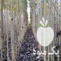 نهالستان بزرگ صنوبر فروش انواع نهال های صنوبر اصلاح شده در خوی در گروه خرید فروش نهال - انواع گردو پسته بادام سلطانی انگور در یکمیوه