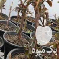 فروش انواع گل رز ومحمدی و نهال نارنج و تمشک و گیاه دارویی در بهشهر در گروه خرید فروش نشا - انواع گوجه برنج کاهو پیاز کاری فرنگی در یکمیوه