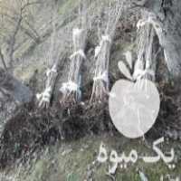 فروش نهال فندق در قزوین در گروه خرید فروش نهال - انواع گردو پسته بادام سلطانی انگور در یکمیوه