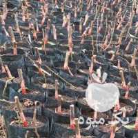 فروش نهال کیوی هایوارد طلایی صادراتی در تهران در گروه خرید فروش نهال - انواع گردو پسته بادام سلطانی انگور در یکمیوه