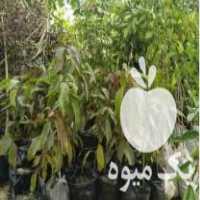 فروش نهال انبه یکساله در یزد در گروه خرید فروش نهال - انواع گردو پسته بادام سلطانی انگور در یکمیوه